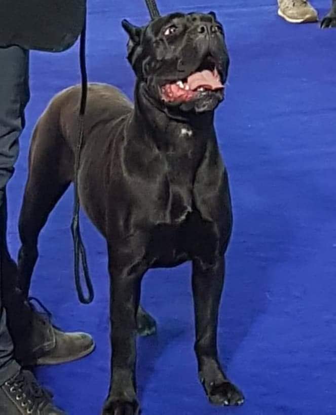 74908171_114585379982150_7946942988100304896_n